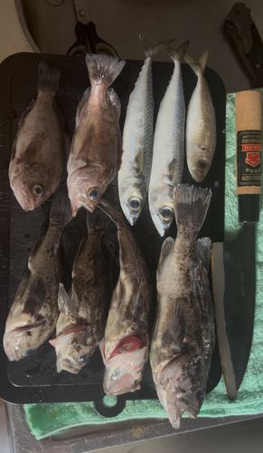 クロソイの釣果