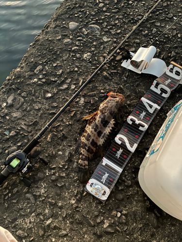 チャイロマルハタの釣果