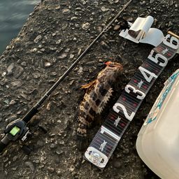 チャイロマルハタ