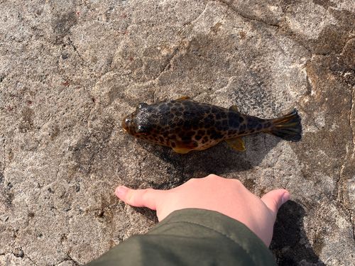 アカメフグの釣果