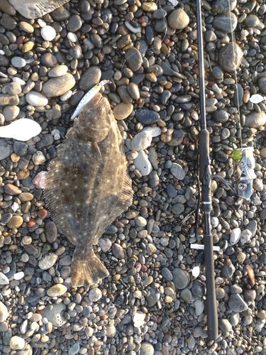 ヒラメの釣果
