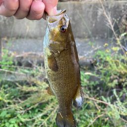 スモールマウスバス