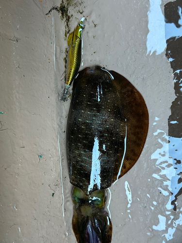 アオリイカの釣果