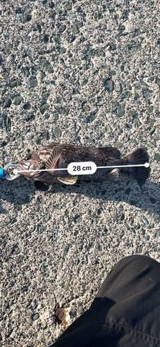 クロソイの釣果