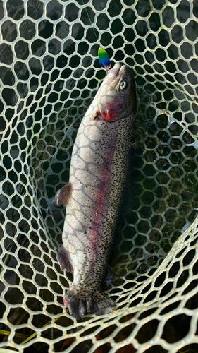 ニジマスの釣果