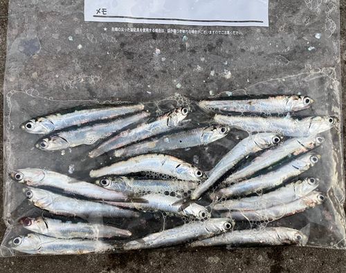カタクチイワシの釣果