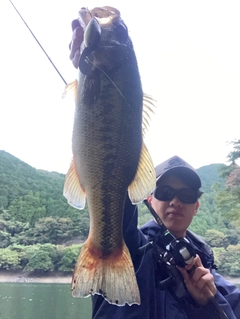 ブラックバスの釣果