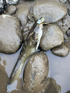 ナマズの釣果