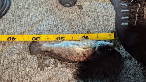 イシモチの釣果