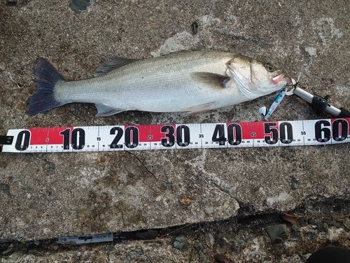 セイゴ（マルスズキ）の釣果