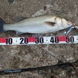 セイゴ（マルスズキ）