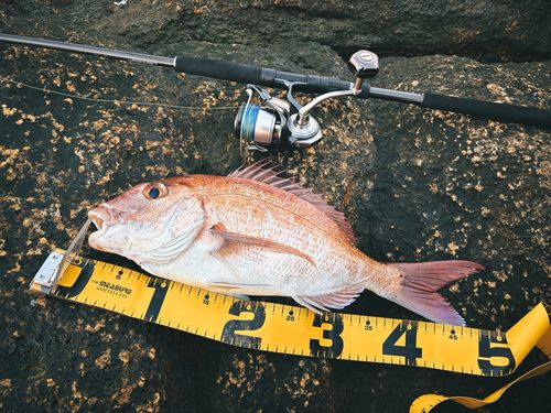 マダイの釣果