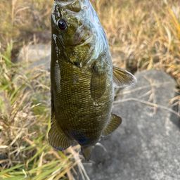 スモールマウスバス