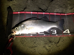 フッコ（ヒラスズキ）の釣果