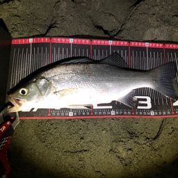 フッコ（ヒラスズキ）