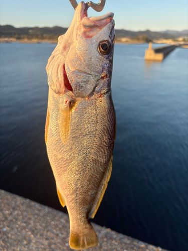 イシモチの釣果
