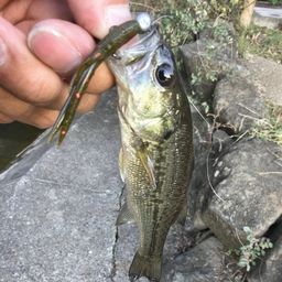 ラージマウスバス