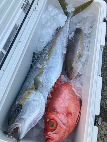 ヒラマサの釣果