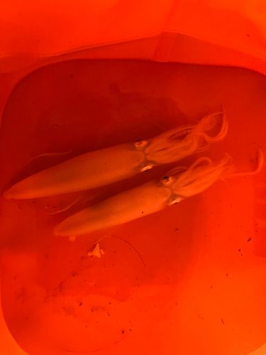 マメイカの釣果