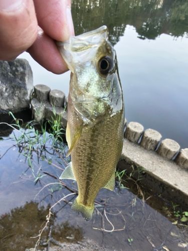 ラージマウスバスの釣果