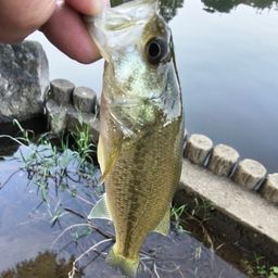 ラージマウスバス