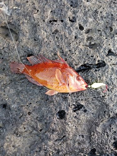 オハグロベラの釣果