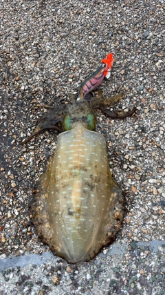 アオリイカの釣果