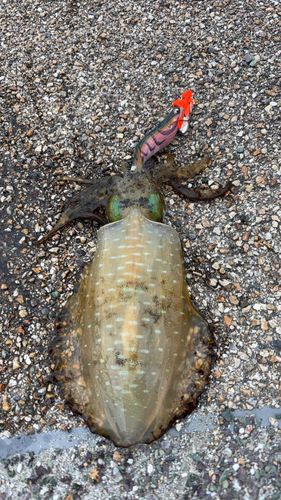 アオリイカの釣果