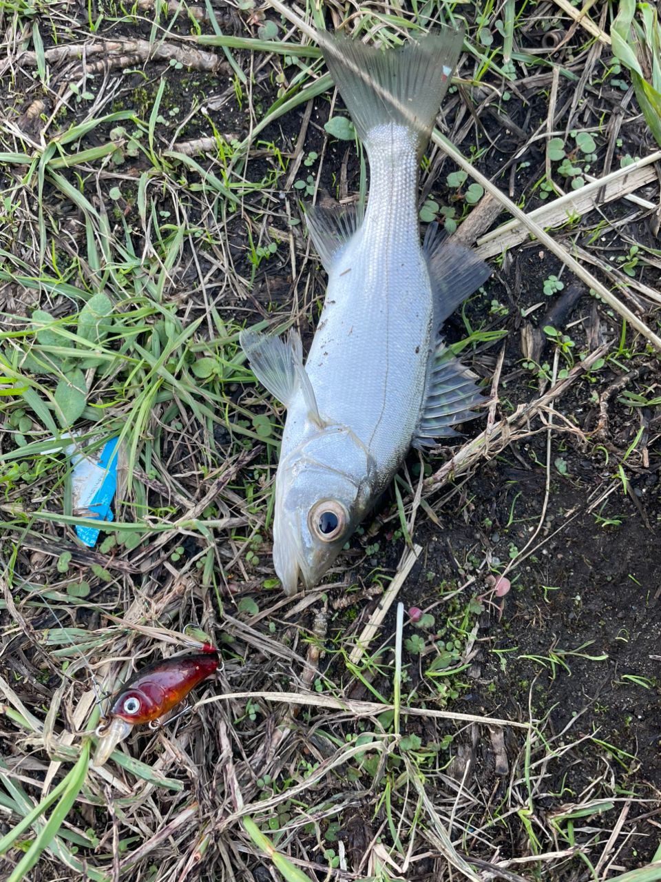 セイゴ（マルスズキ）