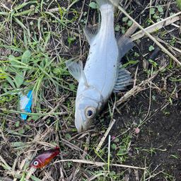 セイゴ（マルスズキ）