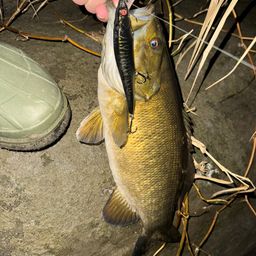 スモールマウスバス