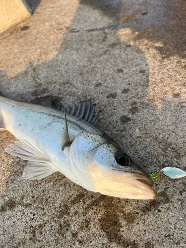 スズキの釣果