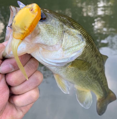 ラージマウスバスの釣果