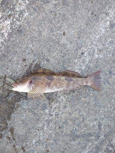 アイナメの釣果