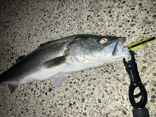 網代浜海水浴場