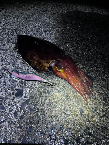 コブシメの釣果