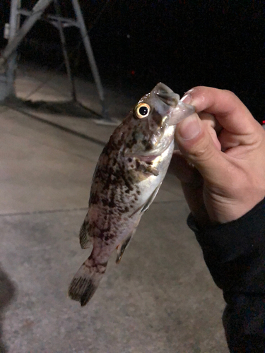 クロソイの釣果