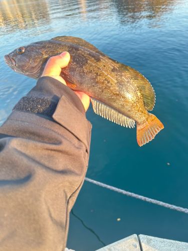 アイナメの釣果