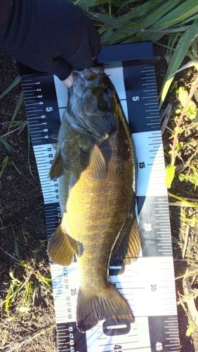 スモールマウスバスの釣果