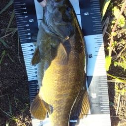 スモールマウスバス