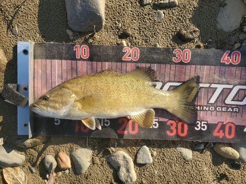 スモールマウスバスの釣果