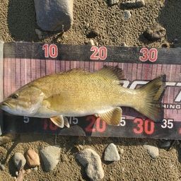 スモールマウスバス