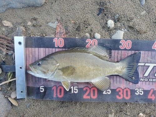 スモールマウスバスの釣果