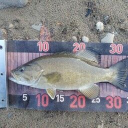 スモールマウスバス