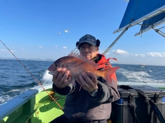 マダイの釣果