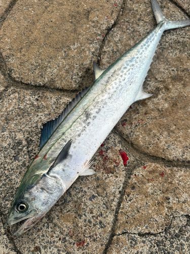 サゴシの釣果