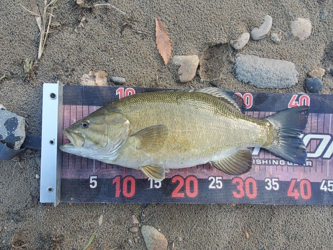 スモールマウスバス