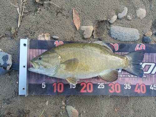 スモールマウスバスの釣果