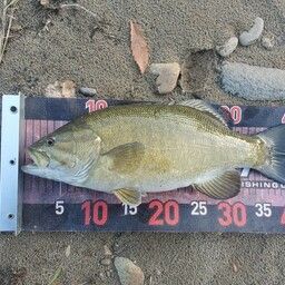 スモールマウスバス