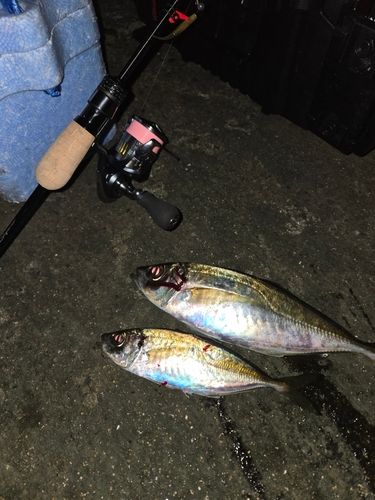マアジの釣果